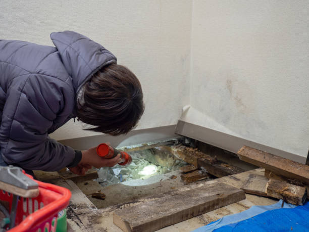 Best Industrial Mold Remediation  in Olympia, SC